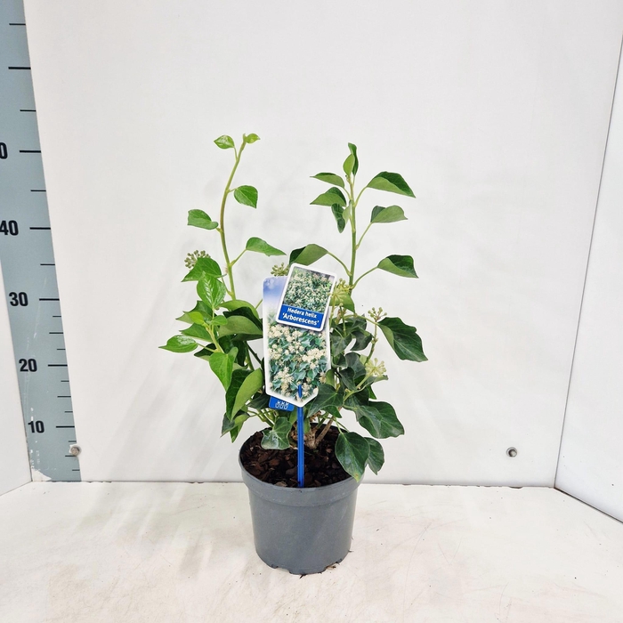 <h4>Hedera helix 'Arborescens'</h4>