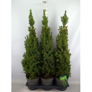 Picea glauca 'Perfecta'