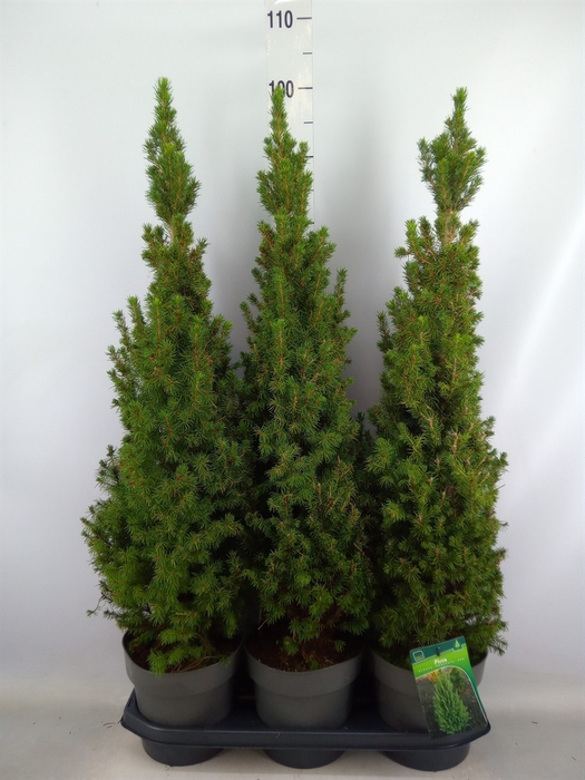 <h4>Picea glauca 'Perfecta'</h4>