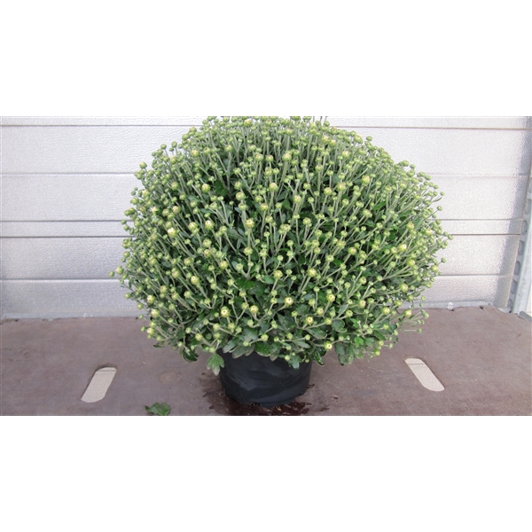 <h4>201 PM-DB : Pot 19 cm Bolchrysant mix 5 kleuren wit geel oranje brons paars</h4>