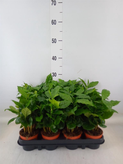 <h4>Coffea arabica</h4>