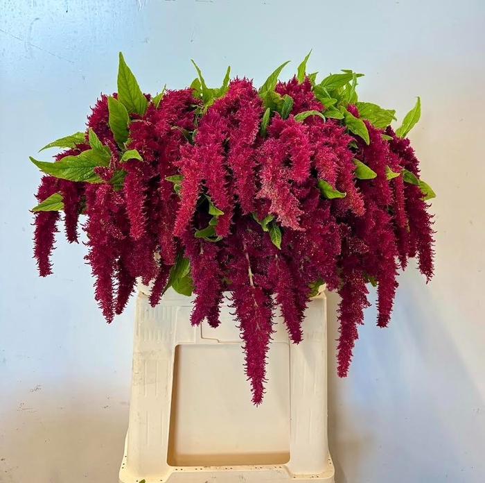 <h4>AMAR CA RED SPIDER</h4>