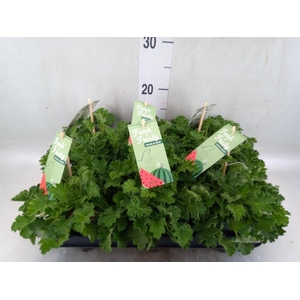 Pelargonium   ...mix smelling