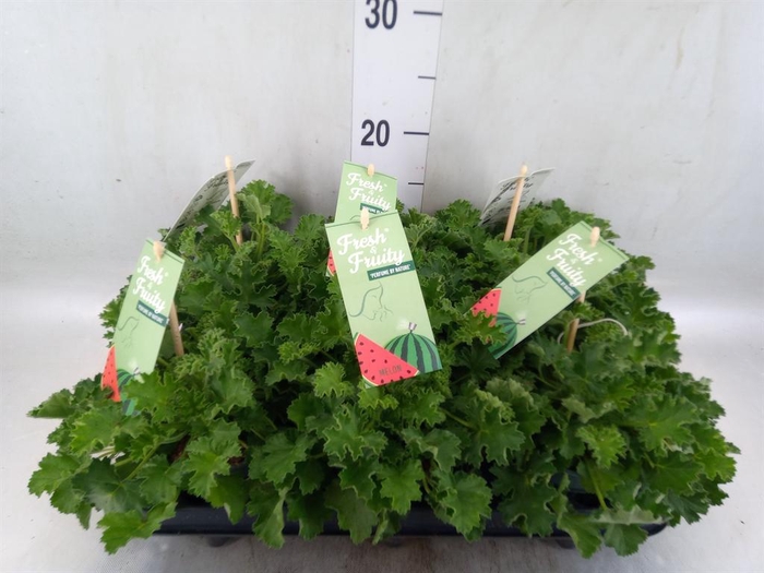 <h4>Pelargonium   ...mix smelling</h4>