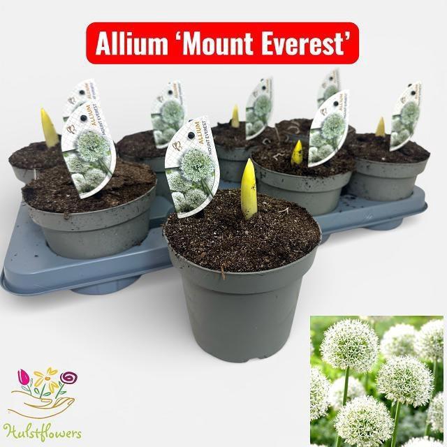 <h4>ALLI ST MNT EVEREST</h4>