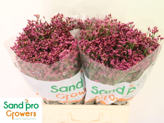 <h4>LIM SIN TIFFANY DIAM</h4>