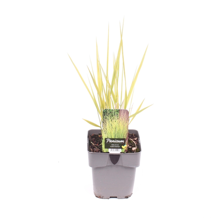 <h4>Panicum virgatum 'Northwind'</h4>