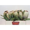 Protea Barbigera Ice Queen Air