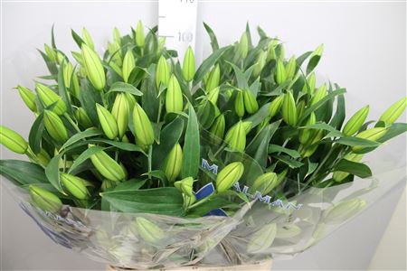 <h4>Li Or Signum</h4>