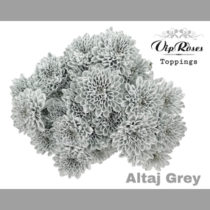 CHR T ALTAJ GREY
