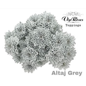 CHR T ALTAJ GREY