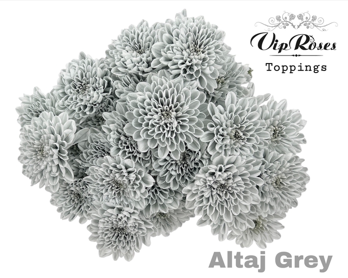 <h4>CHR T ALTAJ GREY</h4>