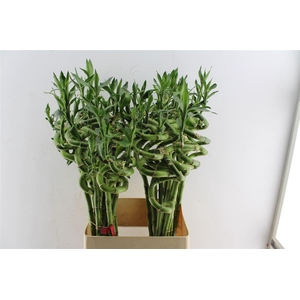 Drac S Lucky Bamboo