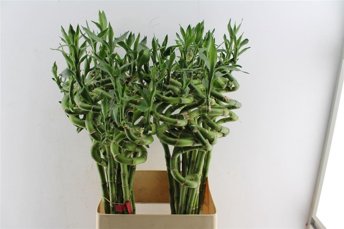 <h4>Drac S Lucky Bamboo</h4>
