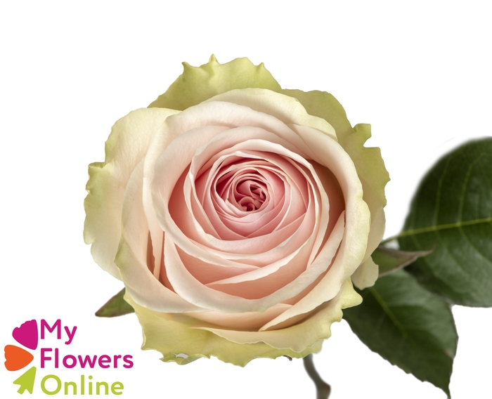 R Gr Frutteto Bicolor 60cm EC