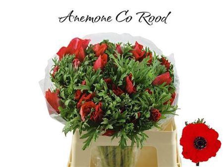 <h4>Anem Co Galil Rood</h4>