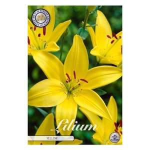 Lilium Asiatic Yellow x2 16/18