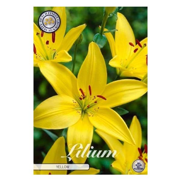 <h4>Lilium Asiatic Yellow x2 16/18</h4>
