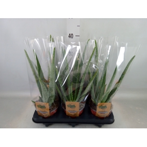 Aloe vera
