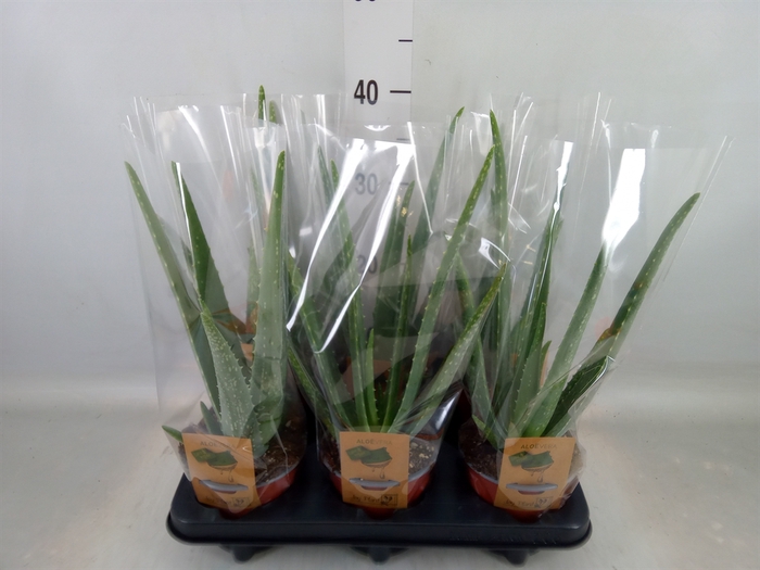 <h4>Aloe vera</h4>