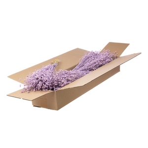 Linum Sb Lilac Misty