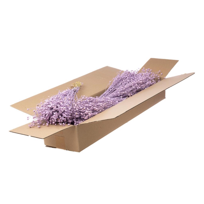<h4>Linum Sb Lilac Misty</h4>