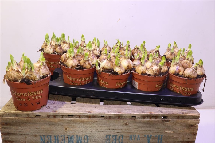 <h4>arr8 Narc O Tete A Tete</h4>