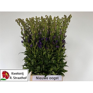 Aconitum Car Arendsii