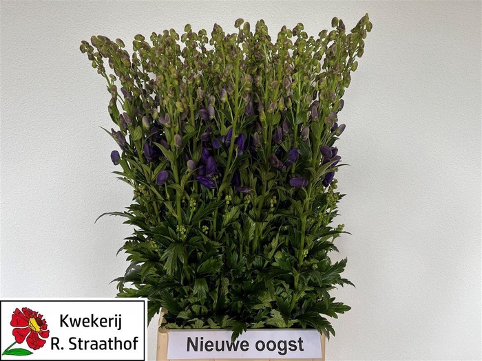<h4>Aconitum Car Arendsii</h4>