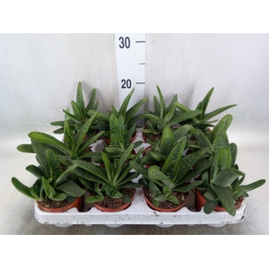 Gasteria  'Little Warty'