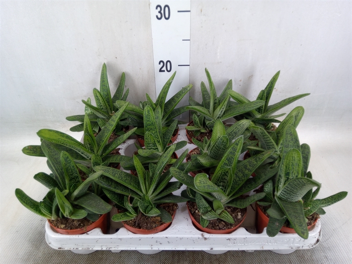 <h4>Gasteria  'Little Warty'</h4>