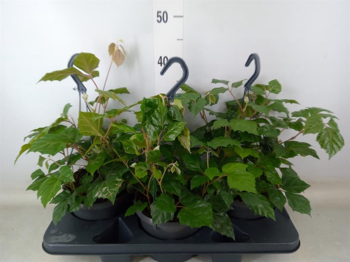 <h4>Cissus rhombifolia</h4>