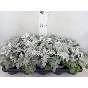 Jacobaea maritima