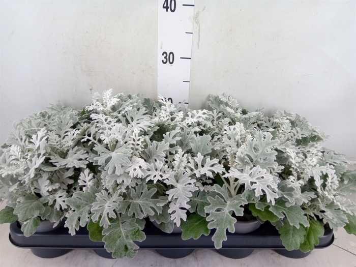 <h4>Jacobaea maritima</h4>