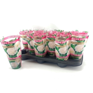 Paeonia 11CM Wit Longlife