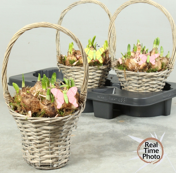 <h4>ARR NARCISSUS</h4>