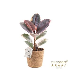 FICUS ELASTICA P11 BELIZE COCOZ