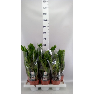 Zamioculcas zamiifolia