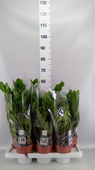 <h4>Zamioculcas zamiifolia</h4>