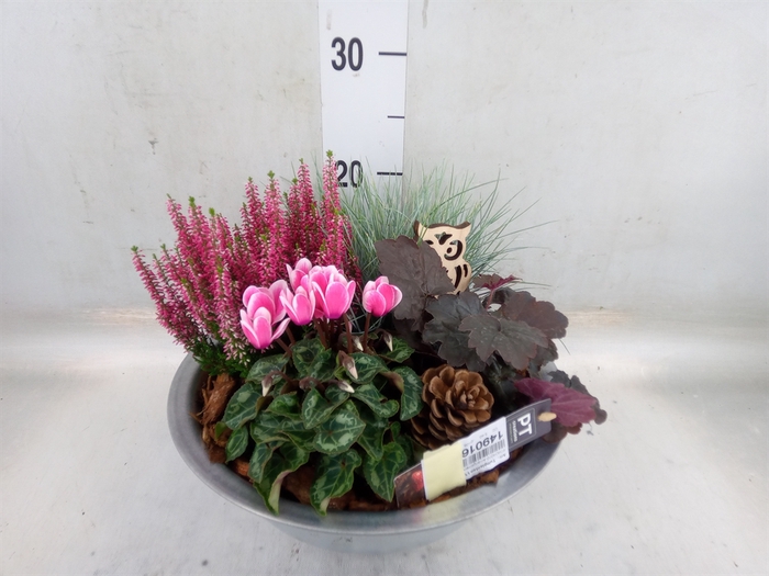 <h4>Arr.   Tuinplanten L%</h4>