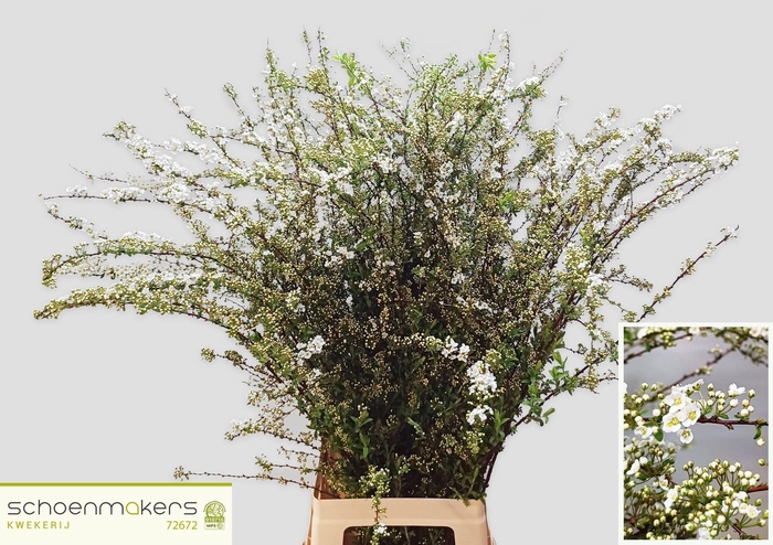 <h4>SPIR C GREFSHEIM</h4>