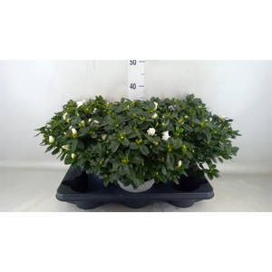 Rhododendron sim. 'Witte Vogel'