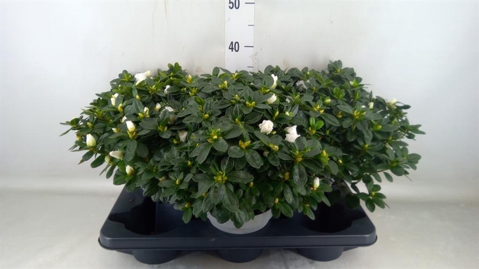 <h4>Rhododendron sim. 'Witte Vogel'</h4>