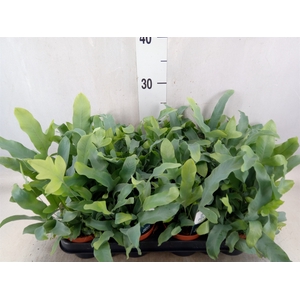 Phlebodium aureum 'Blue Star'