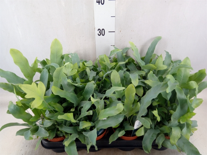 <h4>Phlebodium aureum 'Blue Star'</h4>