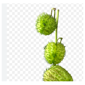 ASCLEPIAS PHYSOCARPA 060 CM