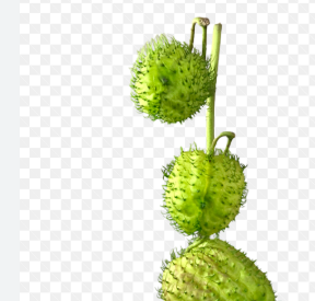 ASCLEPIAS PHYSOCARPA 060 CM