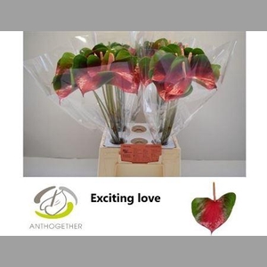 Anth A Exciting Love