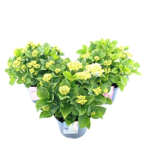 Hydrangea macr. MIX C5 (23cm.) Kn.