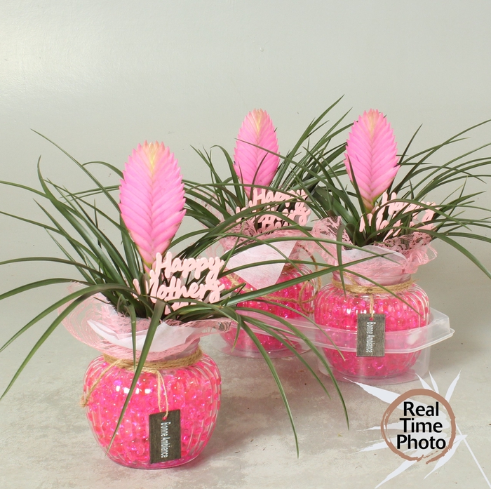 <h4>ARR TILLANDSIA</h4>